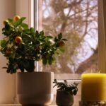 Cómo refrescar tu hogar con plantas: guía sencilla y práctica