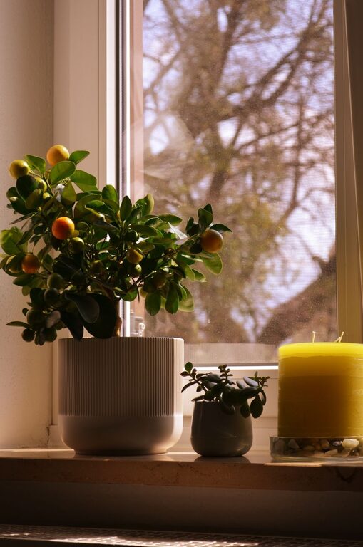 Cómo refrescar tu hogar con plantas: guía sencilla y práctica